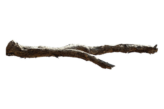 Natural branch, single branch, tree branch