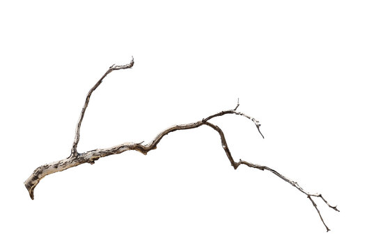 Natural branch, single branch, tree branch