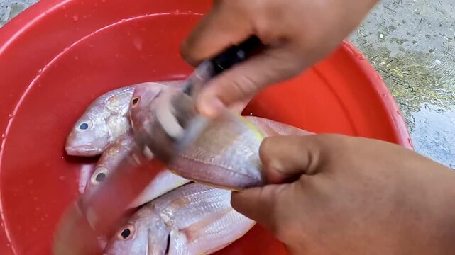 Hands Cleaning Fresh Fish in Water Tub for Home Cooking Preparation