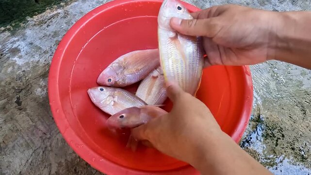 Hands Cleaning Fresh Fish in Water Tub for Home Cooking Preparation