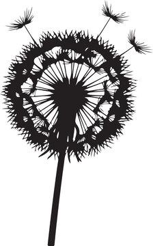 Black dandelion seed head silhouette white background