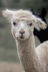 Fototapeta premium Funny white alpaca portrait with messy fur