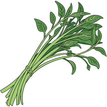 water spinach 