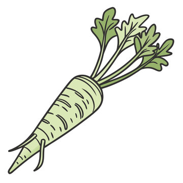 wasabi root vector isolated