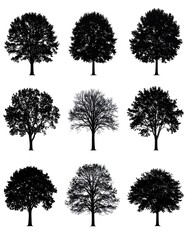 Fototapeta premium A collection of eight tree silhouettes with varying foliage