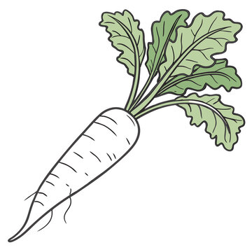 mooli vector on white background