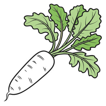 mooli vector on white background