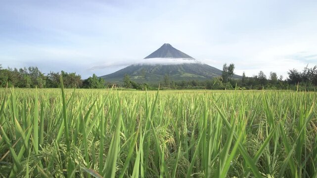 Mayon Volcano in Albay Philippines with green rice fields in foreground and iconic perfectly shaped cone volcano partially covered by clouds tropical agriculture landscape Southeast Asia