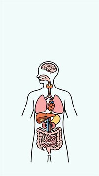 Human Internal Organs Anatomy Illustration, Digestive and Respiratory System Medical Diagram Biology Education Healthcare Infographic Flat Vector