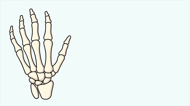 Human Hand Skeleton Anatomy Illustration, Medical Bone Structure Drawing, Orthopedic Healthcare Concept, Minimal Line Art Isolated on Background