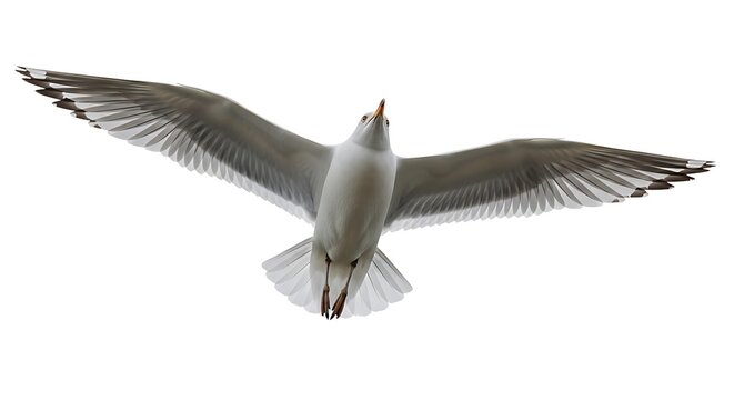 White bird in flight with black wingtips and long neck against plain white background