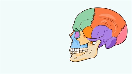 Colorful Human Skull Bone Anatomy Side View Illustration on Soft Gray Background © CutRiska