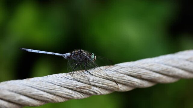 Macro close-up of dragonfly perched on rope, detailed insect wings and body texture, nature wildlife scene with shallow depth of field, outdoor environment, soft natural light, high detail, macro shot