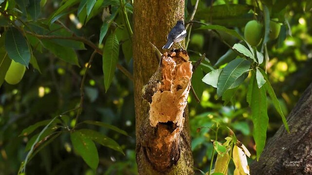Two Indian black & white Robin birds couple caught and held insects foods or, kill in the beaks and entering its nest through a hole in a tree trunk to feed it's new born chicks in nature.
