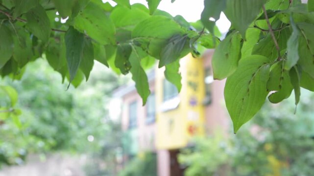 한국 아파트 단지 내 유치원 앞마당에 심어진 싱그러운 초록 나뭇잎 핸드헬드 브이로그 영상