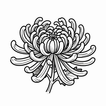 Elegant Single Chrysanthemum Flower Vector Illustration, Traditional Japanese Style Black and White Floral Line Art, Minimalist Botanical Graphic Isolated on White Background for Design