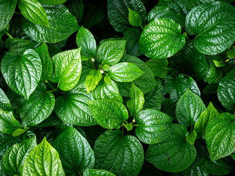 Piper Sarmentosum,Wildbetal leafbush Texture Pattern Background