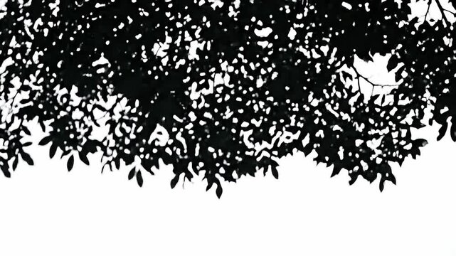 Dense Leafy Canopy Shadow Overlay on White