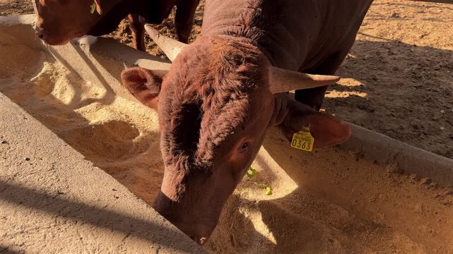 Toro Alimentándose En rancho con pasturas finas en una granja comiendo animal de rancho vaca 
