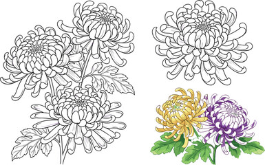 Chrysanthemum flower collection with detailed line art and colored botanical illustrations isolated vector set for floral design © Rumi