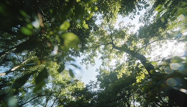 Lush green forest canopy sunlight tree foliage nature summer sky lens flare tranquil outdoor woodland environment peaceful leafy branch pattern bright foliage background environmental conservation