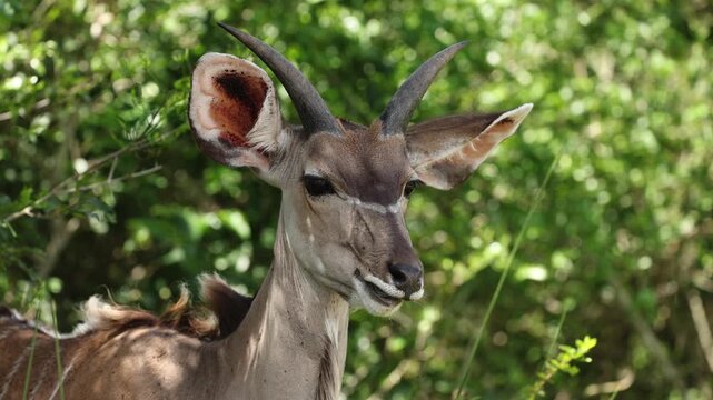 Lesser kudu portrait grazing on grass in African savanna, close-up wildlife scene showing elegant antelope feeding, natural habitat, soft golden light, detailed fur and horns, serene moment safari
