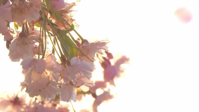 4k 夕景の枝垂れ桜の枝2