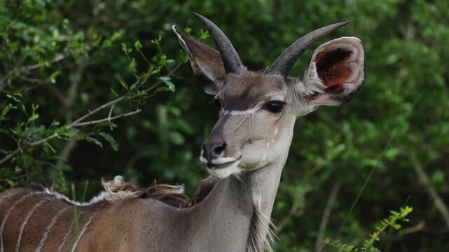 Lesser kudu portrait grazing on grass in African savanna, close-up wildlife scene showing elegant antelope feeding, natural habitat, soft golden light, detailed fur and horns, serene moment safari