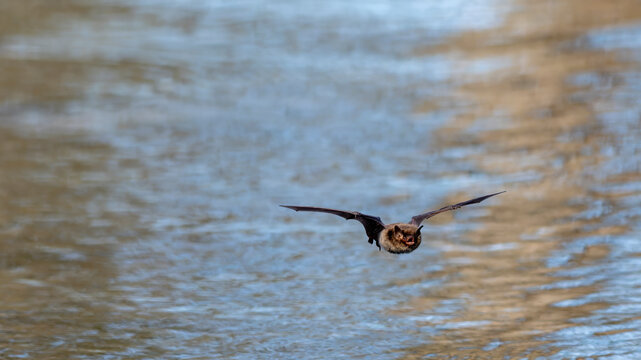 eine Fledermaus fliegt &uuml;ber eine See