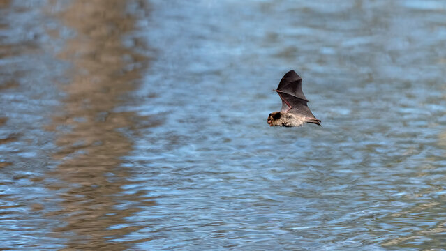 eine Fledermaus fliegt &uuml;ber eine See