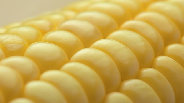 Closeup view of fresh sweet corn on the cob