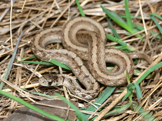 Obraz premium Brown Snake (Storeria dekayi) in Illinois