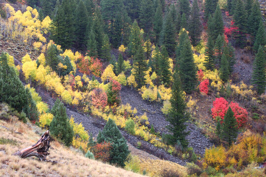 Cache National Forest Fall Scenery