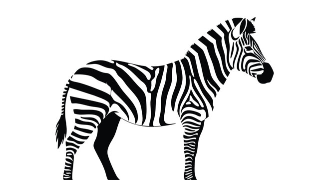 Black and white zebra standing isolated on a plain background