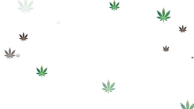 Looping cannabis leaf icons floating on white background. Ideal for cannabis industry, market trends, public health topics, and informative infographics.