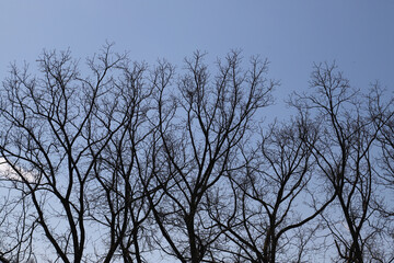 Fototapeta premium Bare tree branches silhouetted against a clear blue winter sky at dusk for seasonal nature scene
