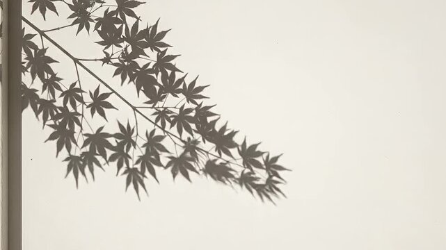 Elegant Japanese Maple Leaf Shadow Overlay on White