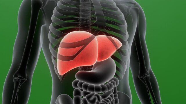 Anatomy of the liver shown inside the human torso video.