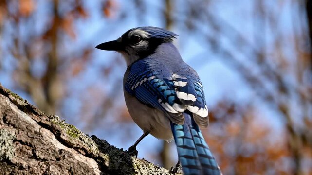A vibrant blue jay bird perched on a tree branch in a natural forest setting during autumn.