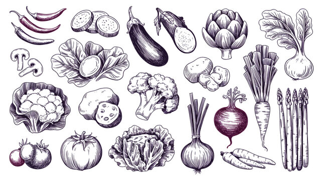 A detailed botanical illustration of various vegetables and root vegetables