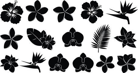 Black silhouettes of various tropical flowers and leaves on white background © Graphic Shops