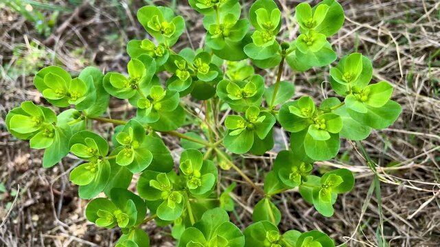 Euphorbia helioscopia, sun spurge or madwoman's milk