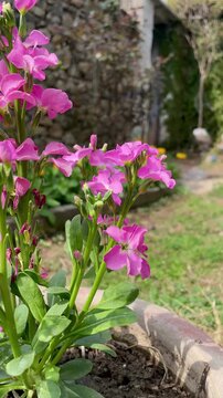  Matthiola incana, hoary stock and gillyflower