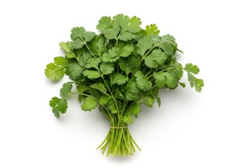 Fototapeta premium Fresh bundle of cilantro tied with a natural twine for culinary use