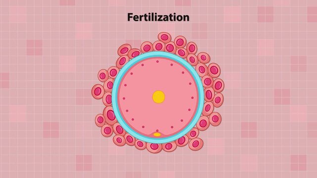 Animation of human fertilization process showing sperm cells reaching egg cell with anatomical labels.