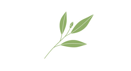 Fototapeta premium Elegant and minimalist green branch with several slender leaves and a small bud on a long stem isolated on white background.