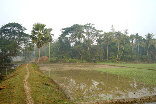 Misty morning view of a rural path and flooded paddy fields in West Bengal