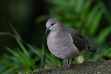 Obraz premium White-tipped dove standing on forest floor in Colombia