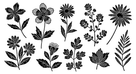 Obraz premium black and white hand-drawn floral elements and botanical illustrations