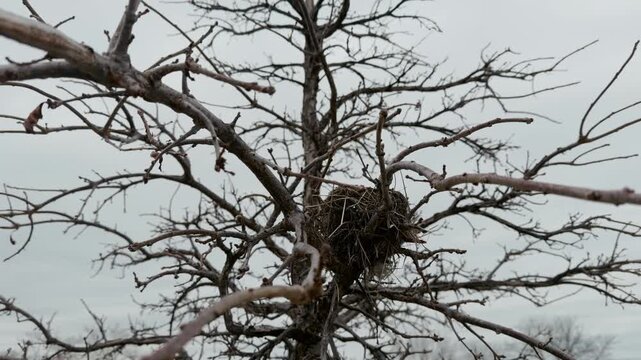 Empty old Bird nest in bare tree branches during late autumn or winter. empty nest against cloudy sky,